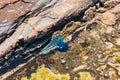 Blue bottle or Portuguese man of war jellyfish in water Royalty Free Stock Photo