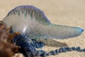 Blue Bottle, or Portuguese Man of War (Physalia utriculus) Royalty Free Stock Photo