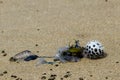 Blue Bottles and puffer fish on Sydney beach Royalty Free Stock Photo