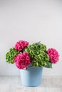blue bowl bucket a bunch green and pink color hydrangea white background. bright colors. purple cloud. 50 shades Royalty Free Stock Photo