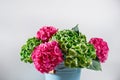 blue bowl bucket a bunch green and pink color hydrangea white background. bright colors. purple cloud. 50 shades Royalty Free Stock Photo