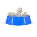 bowl for cat food Royalty Free Stock Photo