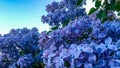 A blue branch of lilac in a large garden