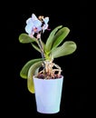 Blue branch orchid flowers, vase, flowerpot, Orchidaceae, Phalaenopsis known as the Moth Orchid, abbreviated Phal. Royalty Free Stock Photo