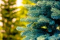 Blue branches of a Christmas tree. Artificial Christmas tree