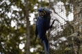 blue brazilian macaw with green background