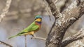 Blue-breasted Bee-eater on Tree Branch Looking Up