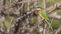 Blue-breasted Bee-eater on Tree Branch Looking Left