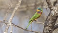 Blue-breasted Bee-eater on Tree Branch Heading left Royalty Free Stock Photo