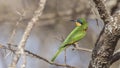 Blue-breasted Bee-eater on Tree Branch Looking Back Royalty Free Stock Photo