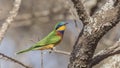 Blue-breasted Bee-eater on Tree Branch Looking Forward Royalty Free Stock Photo