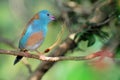 Blue-breasted Cordon-bleu bird Royalty Free Stock Photo