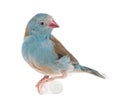 Blue-breasted Cordon-bleu - Uraeginthus angolensis Royalty Free Stock Photo