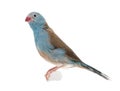 Blue-breasted Cordon-bleu - Uraeginthus angolensis Royalty Free Stock Photo