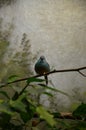 A Blue-breasted Cordonbleu in Frankfurt zoo