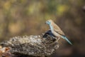 Blue-breasted Cordonbleu in Kruger National park, South Africa