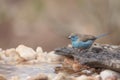 Blue-breasted Cordonbleu in Kruger National park, South Africa