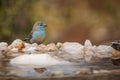 Blue-breasted Cordonbleu in Kruger National park, South Africa