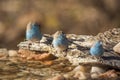 Blue-breasted Cordonbleu in Kruger National park, South Africa