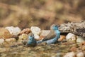 Blue-breasted Cordonbleu in Kruger National park, South Africa