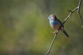 Blue-breasted Cordonbleu in Kruger National park, South Africa