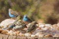 Blue-breasted Cordonbleu in Kruger National park, South Africa