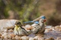 Blue-breasted Cordonbleu in Kruger National park, South Africa