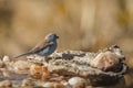 Blue-breasted Cordonbleu in Kruger National park, South Africa