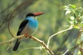 Blue-breasted kingfisher Royalty Free Stock Photo