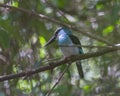 Blue-Breasted Kingfisher Royalty Free Stock Photo