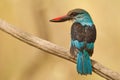 Blue breasted kingfisher in Gambia Royalty Free Stock Photo