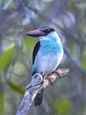 Blue-breasted kingfisher Halcyon malimbica Royalty Free Stock Photo