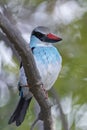 Blue-breasted kingfisher Halcyon malimbica Royalty Free Stock Photo