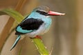 Blue-breasted Kingfisher, Halcyon malimbica, close up Royalty Free Stock Photo
