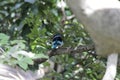 Blue-breasted kingfisher, Halcyon malimbica Royalty Free Stock Photo