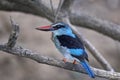 Blue-breasted kingfisher Halcyon malimbica Royalty Free Stock Photo