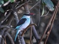 Blue-breasted kingfisher Halcyon malimbica Royalty Free Stock Photo