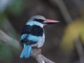 Blue-breasted kingfisher Halcyon malimbica Royalty Free Stock Photo