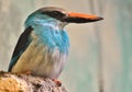 Blue-Breasted Kingfisher Halcyon malimbica