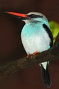 Blue-breasted Kingfisher, Halcyon senegalensis, beautiful bird on the dark forest habitat. Kingfisher sitting on the tree branch.