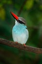 Blue-breasted Kingfisher, Halcyon senegalensis, beautiful bird on the dark forest habitat. Kingfisher sitting on the tree branch. Royalty Free Stock Photo