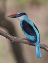 Blue-breasted kingfisher Halcyon malimbica Royalty Free Stock Photo