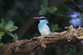 Blue-breasted kingfisher Halcyon malimbica Royalty Free Stock Photo