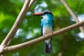 Blue-Breasted Kingfisher Royalty Free Stock Photo