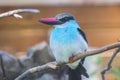 Blue-Breasted Kingfisher staying quiet on a branch, Halcyon mali Royalty Free Stock Photo