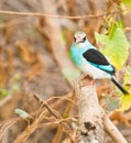 The Blue-breasted Kingfishers Royalty Free Stock Photo