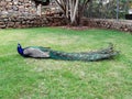 Blue-breasted peacock with green and black plumage rests on grass in rural setting. Close up of majestic exotic bird. Side view of