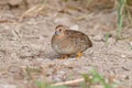 Blue-breasted quail Coturnix chinensis Cute Female Birds of Thailand