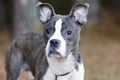 Blue brindle Pitbull Boston Terrier mixed breed dog Royalty Free Stock Photo