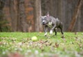 A blue brindle and white Pit Bull Terrier mixed breed dog chasing a ball Royalty Free Stock Photo